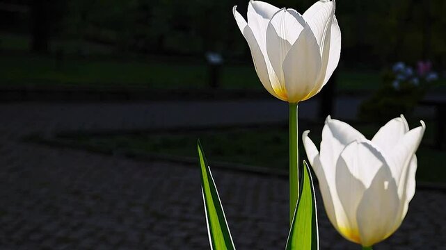 white crocus flower