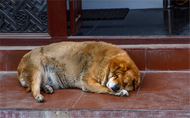 Overweight sandy coloured street dog sleeping on a door step