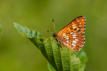 Obraz premium Hamearis lucina, Duke, orange butterfly on leaf with green background, selective focus.