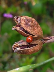 bug on a branch