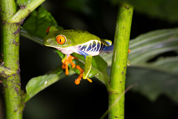 Red Eye Tree Frog, frosch, green, tier, amphibie, baum, natur, wild lebende tiere, rot, makro,...