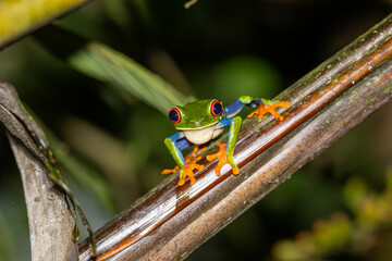 Red Eye Tree Frog, frosch, green, tier, amphibie, baum, natur, wild lebende tiere, rot, makro, auge, blatt, tropisch, hübsch, europäischer laubfrosch, gering, isoliert, bunt, weiß, frösche, costa rica