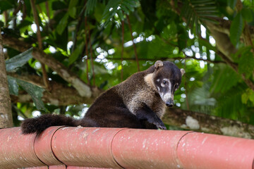 White Nosed Coati, tier, säugetier, natur, braun, wild lebende tiere, wild, fell, costa rica