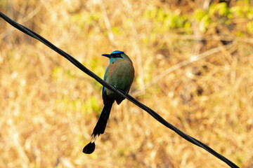 Blue-diademed Motmot, bird, natur, wild lebende tiere, tier, blau, bunt, ast, schnabel, sch&ouml;n, costa rica 