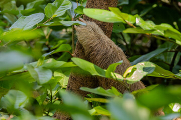 tier, baum, wild lebende tiere, säugetier, natur, faultier,  schlafen, costa rica
