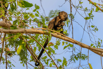Howler Monkey, baby, gibbon, tier, säugetier, wild lebende tiere, baum, natur, wild, fell, braun, wald, hübsch, dschungel, costa rica