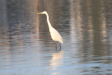 Great Egret