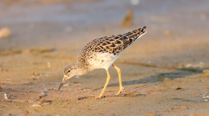 Wader Bird