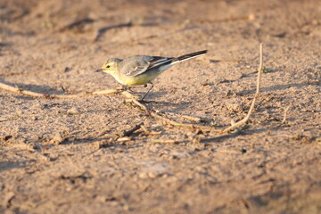 Birds in lake