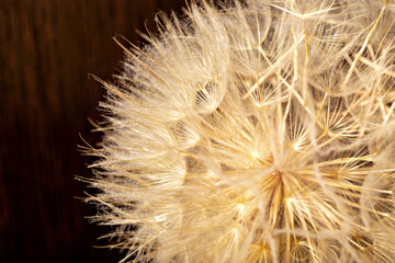 Fototapeta premium Ball from dry dandelion seeds on brown wooden background. The concept of life and old age