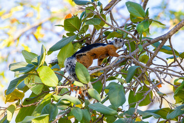 tier, baum, natur, eichhörnchen, wild lebende tiere, wild, ast, wald, säugetier, hübsch, fell, nager, braun, costa rica