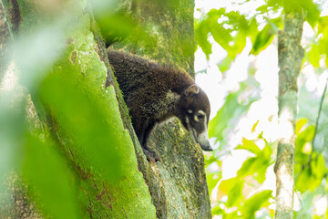 White Nosed Coati, tier, s&auml;ugetier, natur, braun, wild lebende tiere, wild, fell, costa rica