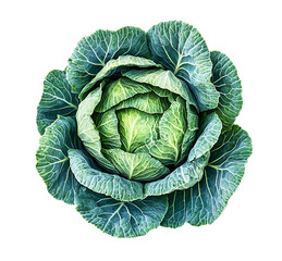 Fototapeta premium Cabbage with tightly packed green leaves, showcasing a round shape and rich color, isolated on a white background, isolated on white background ,