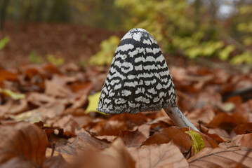 grzyb czernidłak pstry © Rafa