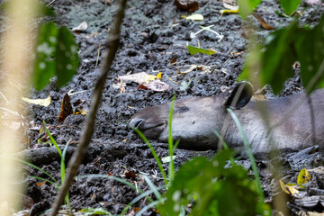 tapir, wild lebende tiere, wild, costa rica, natur, s&auml;ugetier
