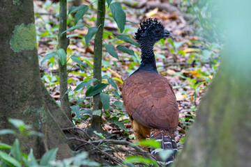 Bare-faced Curassow, bird, tier, natur, wild, wild lebende tiere, fasan, schnabel, braun