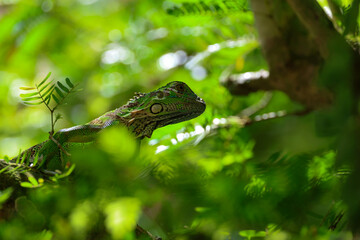 eidechse, green, reptil, tier, natur, wild lebende tiere, leguan, baum, tropisch, drache, ast, fauna, basilisk, amphibie, pflanze