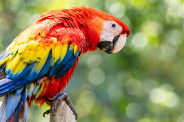 Scarlet Macaw, bird, wild lebende tiere, tier, natur, wild, schnabel, baum, ast, feather, Costa Rica, exotisch, dschungel, regenwald, costa