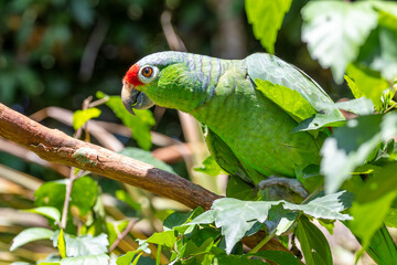Green Parot, bird, green, tier, schnabel, tropisch, Costa Rica, baum, sch&ouml;n, farbe, blau, rot, exotisch, dschungel, wild lebende tiere, natur, bunt, Costa Rica
