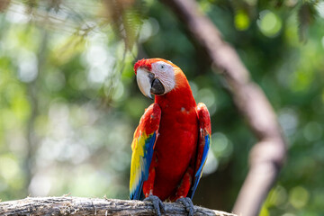 Scarlet Macaw, bird, wild lebende tiere, tier, natur, wild, schnabel, baum, ast, feather, Costa Rica, exotisch, dschungel, regenwald, costa