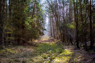 Fototapeta premium leśna droga w promieniach słońca