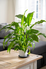 Fototapeta premium Spathiphyllum peace lily indoor plants sunset beautiful light