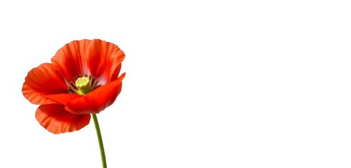 Fototapeta premium Single crimson poppy isolated on pure white backdrop, image, floral