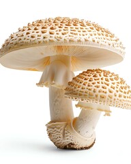 A beautiful display of unique mushrooms featuring intricate textures and detailed gills. Perfect for nature lovers and culinary enthusiasts, these mushrooms add beauty and flavor.