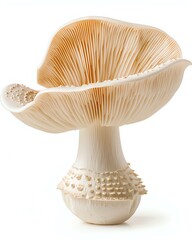 A captivating close-up of a mushroom showcasing its intricate gills and unique textures, perfect for nature enthusiasts, culinary arts, or ecological topics.