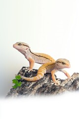 leopard gecko on white background