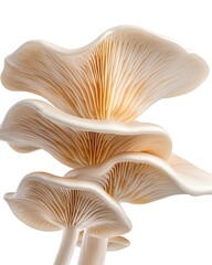 Delicate oyster mushrooms display their elegant, layered caps, showcasing intricate gills and smooth surfaces. Perfect for culinary or botanical themes.