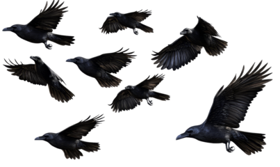 [Transparent Background PNG]A Flock of Crows in Flight