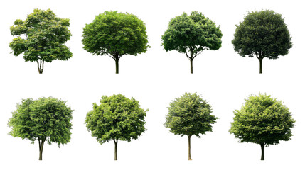 [Transparent Background PNG]Collection of Isolated Green Trees
