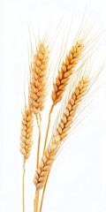 Sheaf of wheat ears isolated on a white background