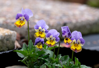可愛いビオラの仲間達