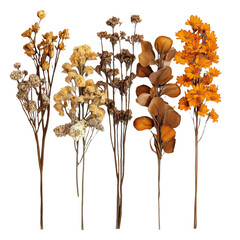 Fototapeta premium [Transparent Background PNG]Arrangement of Dried Flowers in Autumnal Hues