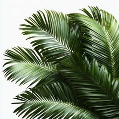 Tropical Palm Leaves Closeup