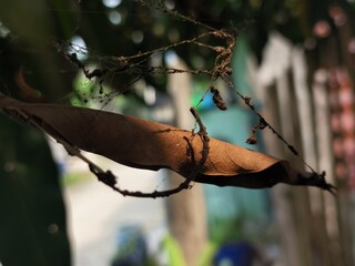bird on a fence