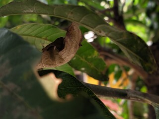 black and white spider