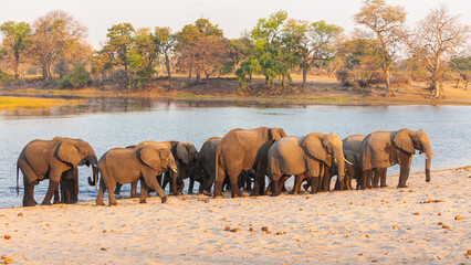 Naklejka premium Herd of African elephants (Loxodonta africana) on the sandy bank of the Kwando river, Namibia 