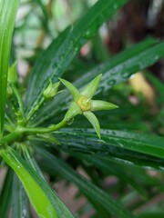 water drops on a green leaf