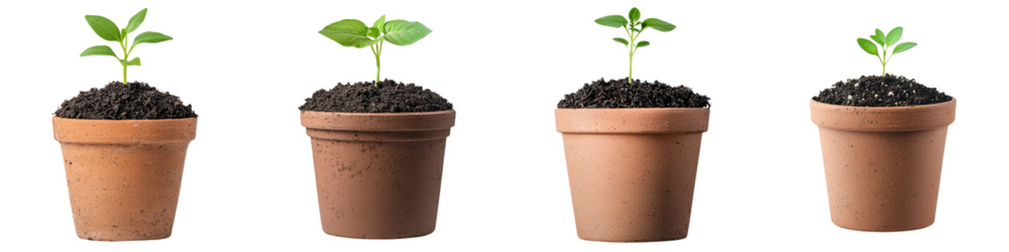Four small seedlings or sprouts of various plants growing in rustic clay pots representing the cyclical nature of growth renewal and the potential for a sustainable future