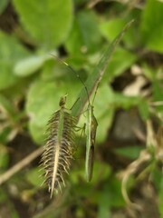 green grasshopper on a leaf