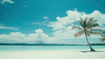 Obraz premium Beautiful tropical beach with a palm tree and sky