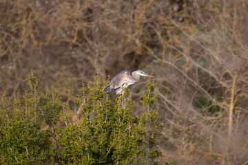 Grey heron on a branch of tree. Also called gray heron. Nature background. Spring time in Greece. Ardea cinerea.