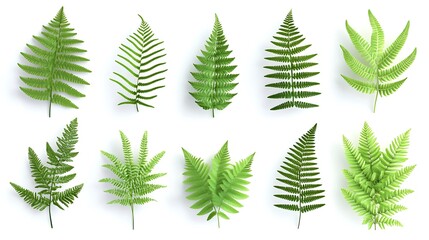 Green fern plants in top view isolated on transparent or white background
