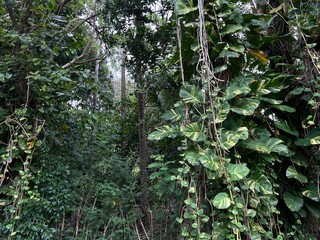 Fototapeta premium tropical liana leaves in jungle as background authentic