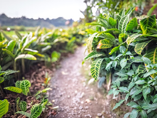 Garden path with greenery plants.