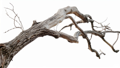 Dead branch of barren old tree with twisted isolated on white background.