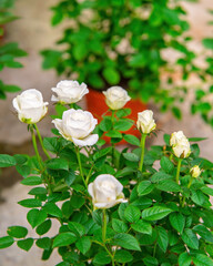White roses blooming in the garden.